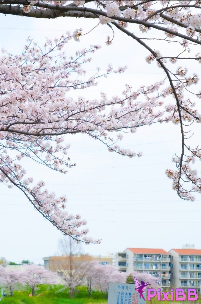 Japanese Idol Sumire Kuramoto Youth Aoharu youth PixiBB.COM 024 1