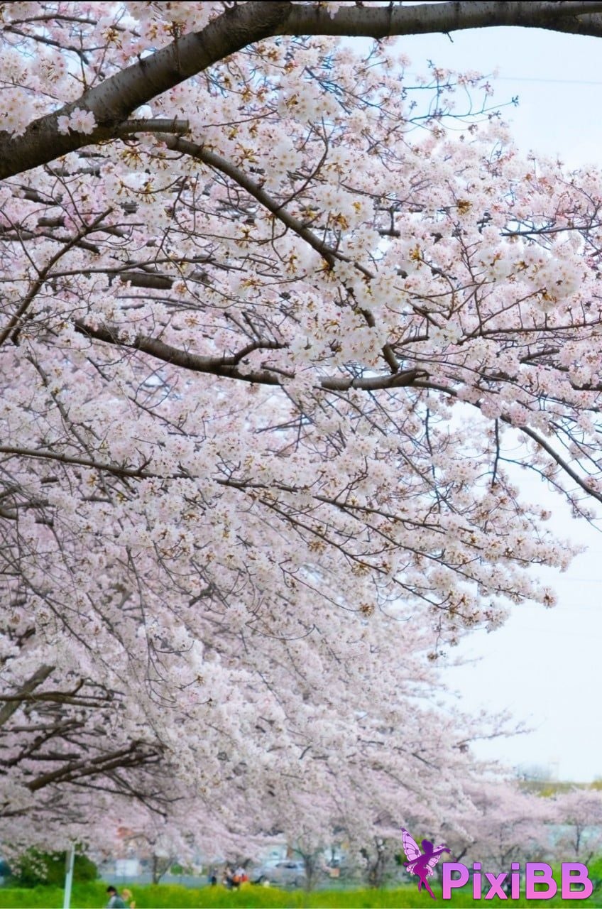 Japanese Idol Sumire Kuramoto Youth Aoharu youth PixiBB.COM 025 1