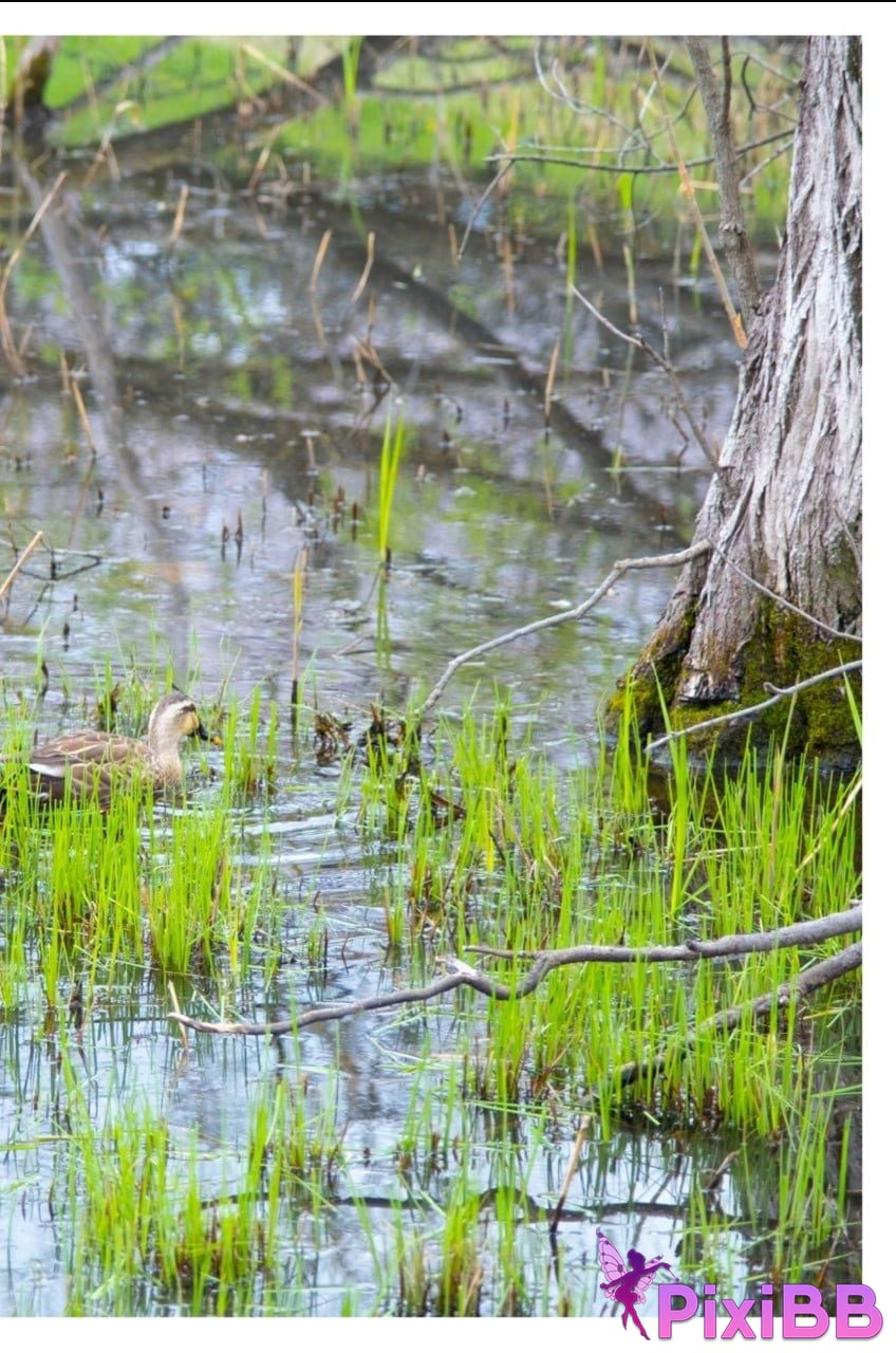 Japanese Idol Sumire Kuramoto Youth Aoharu youth PixiBB.COM 042 1