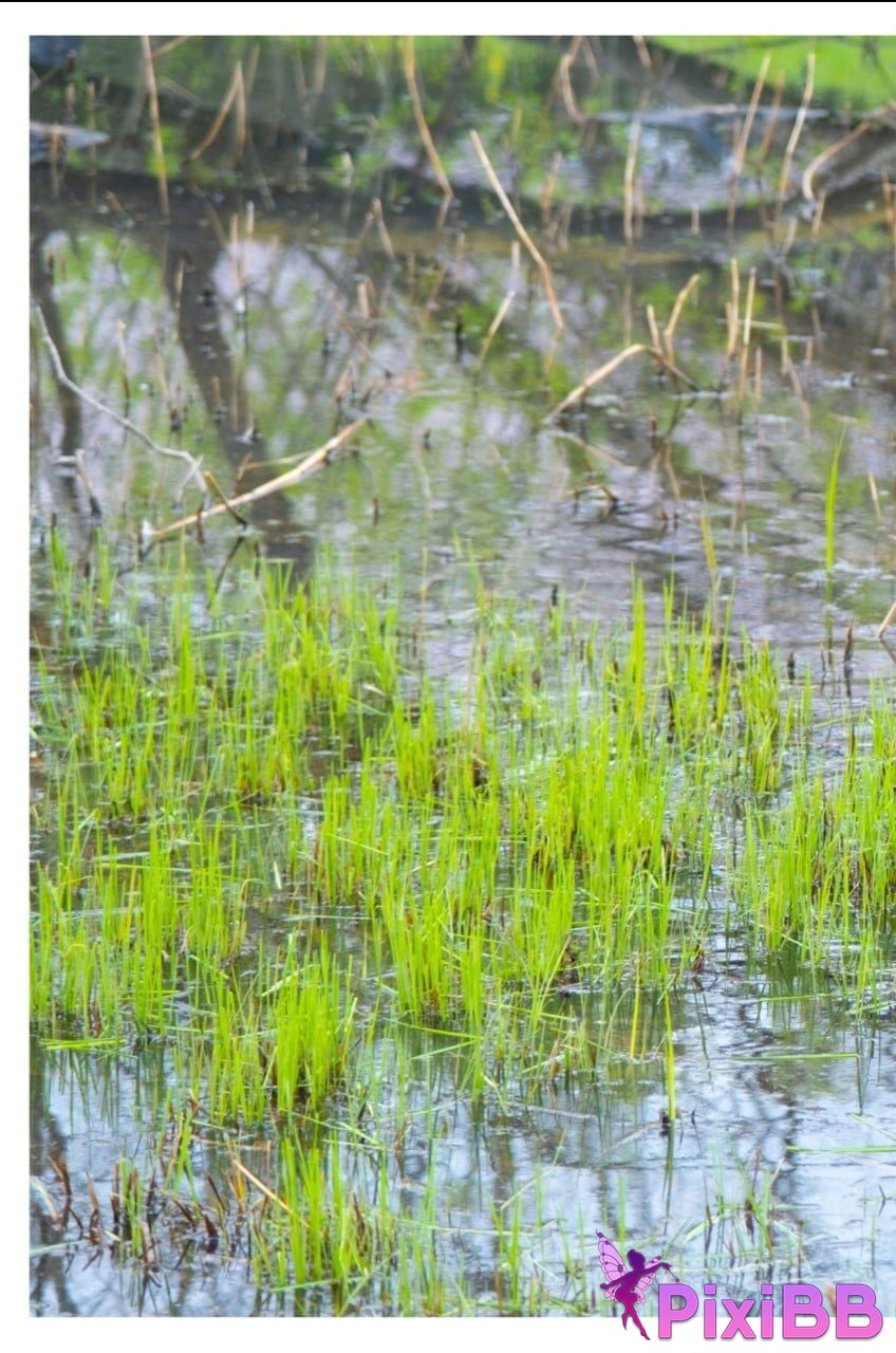 Japanese Idol Sumire Kuramoto Youth Aoharu youth PixiBB.COM 043 1