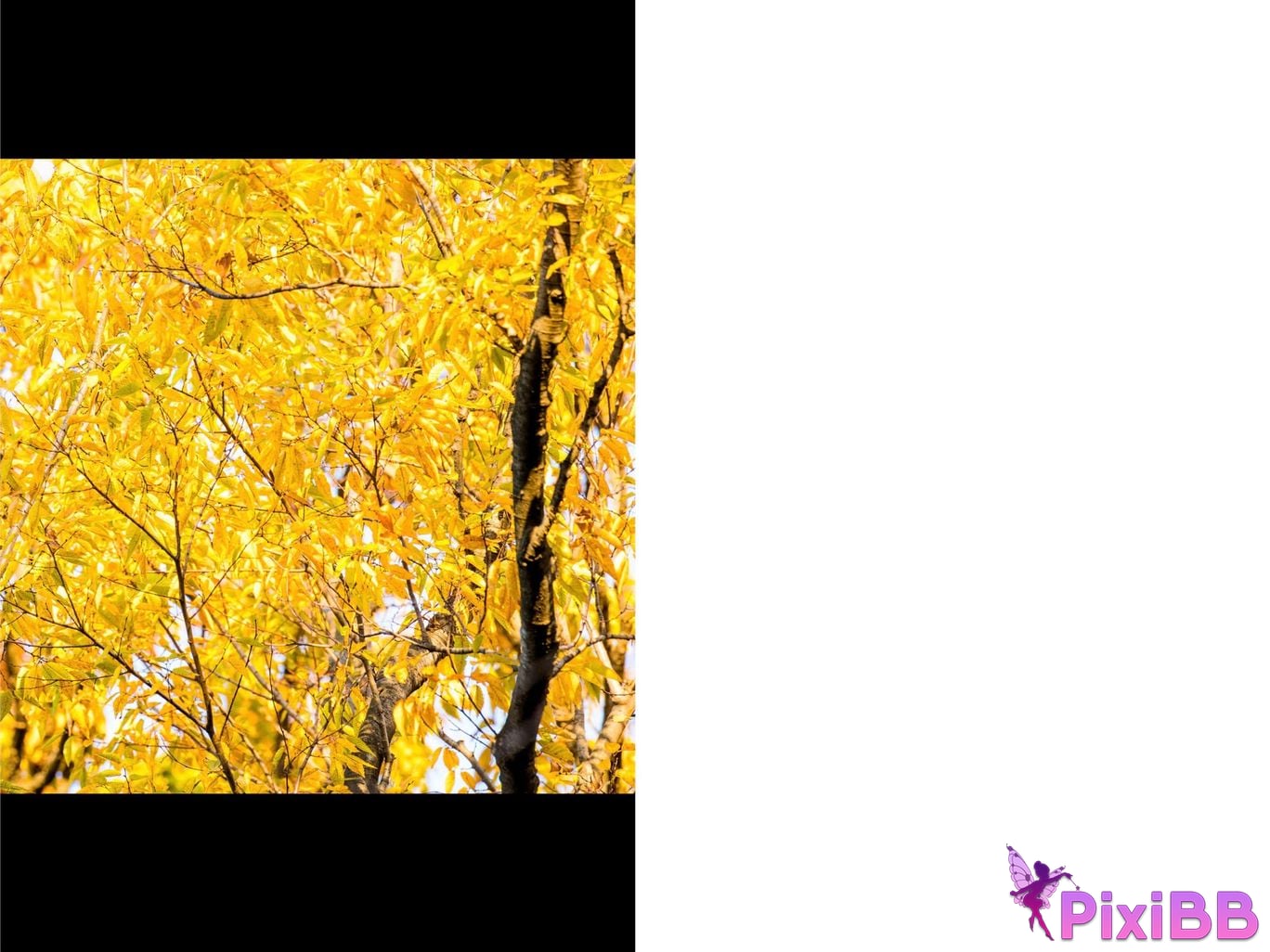 Japanese Idol Rin Kira Autumn Love Story love story Complete PixiBB.COM 002