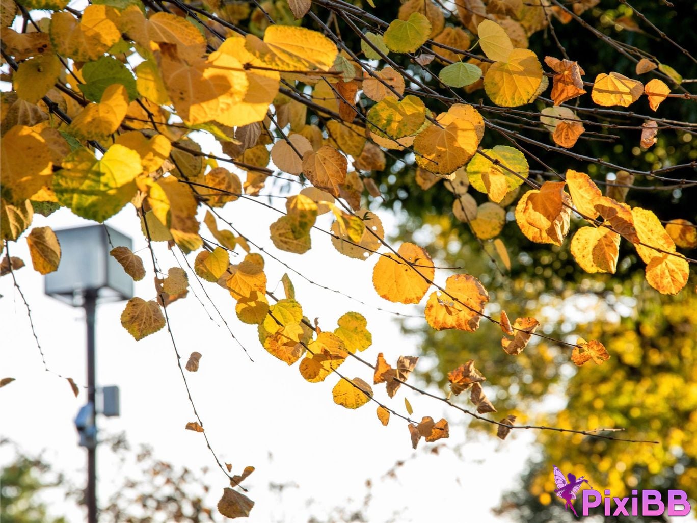 Japanese Idol Rin Kira Autumn Love Story love story Complete PixiBB.COM 044