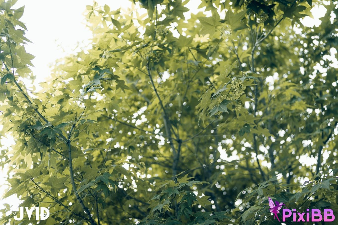 JVID Lele Le Rang Ren Ke Yi Neng Nan Nu Jiao Huan Shen Ti De Xiang Ji Ban Gen Yin Cang Chi Du Shang Kong Wu Ma Zhe PixiBB.COM 113