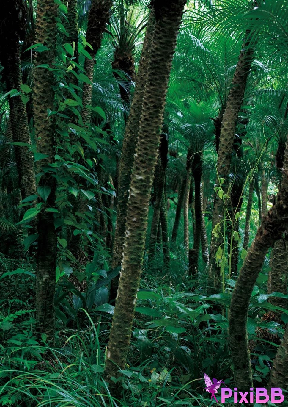 Japanese Idol Someya Yuka Some valleys are fragrant Nude photo collection red album 2015 2025 PixiBB.COM 122