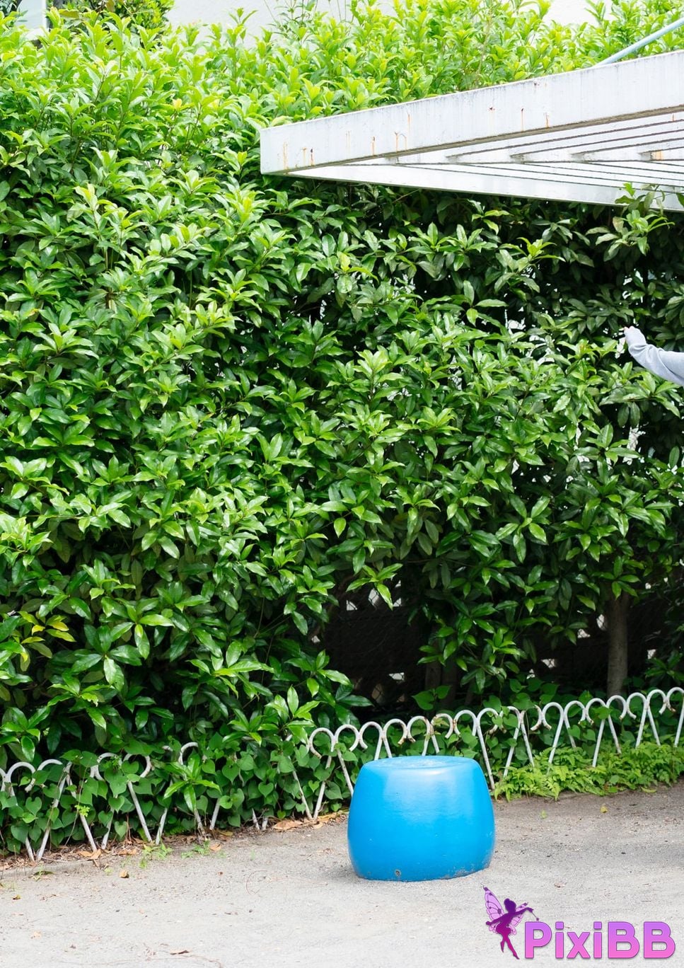 Japanese Idol Honoka Sasaki memories of youth PixiBB.COM 028