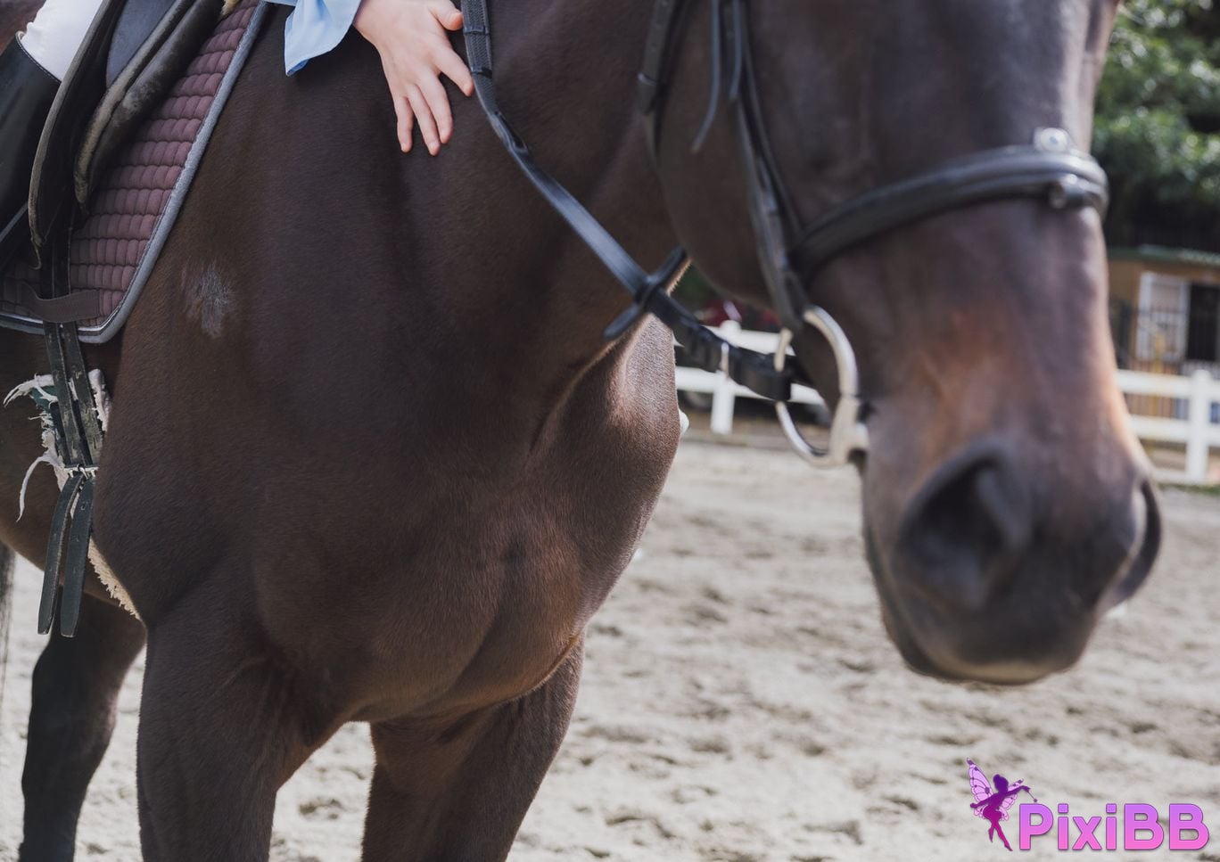 Japanese Idol Enako Calendar Book 2026.4 2027.3 Dian Zi Te Bie Ban PixiBB.COM 008