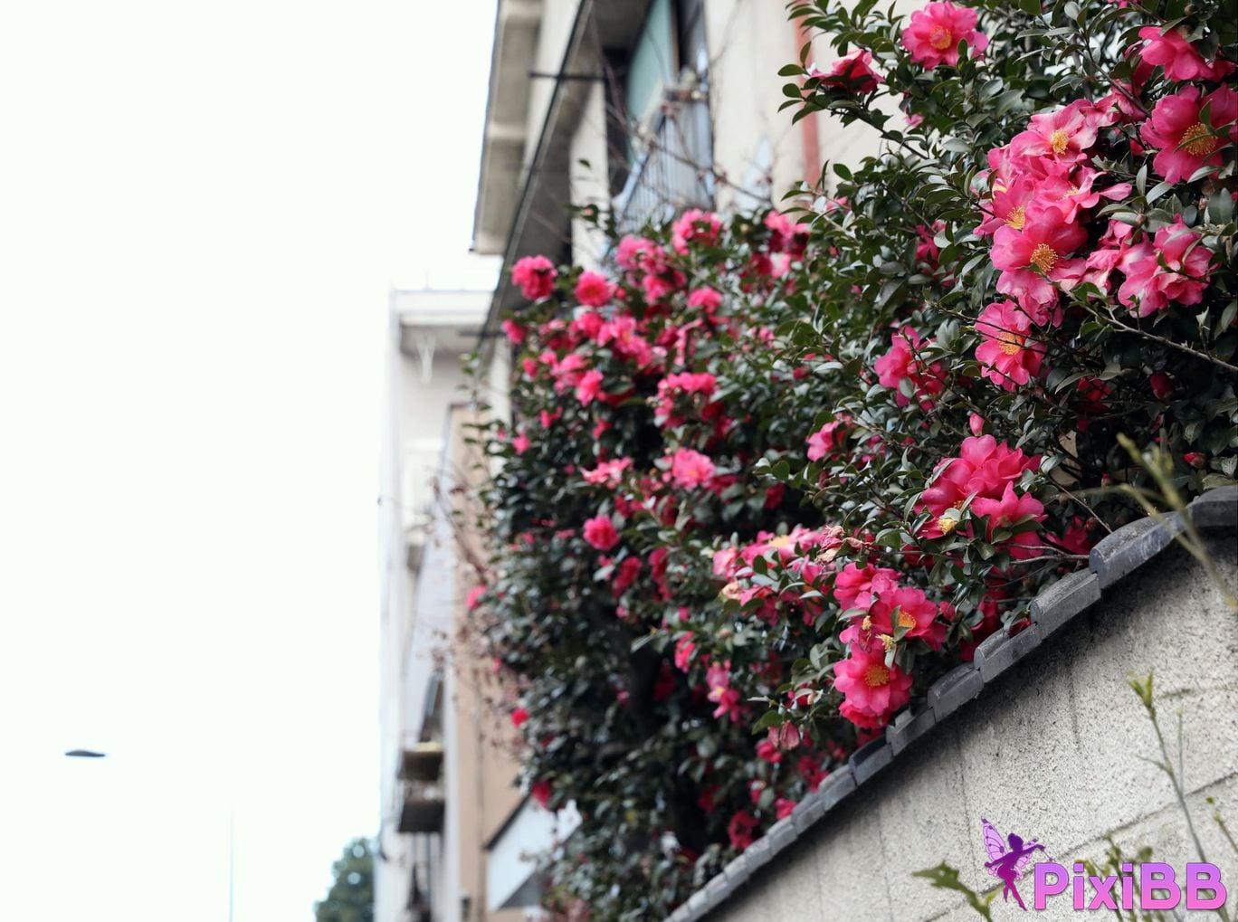 JP Mito Kana PixiBB.COM 042