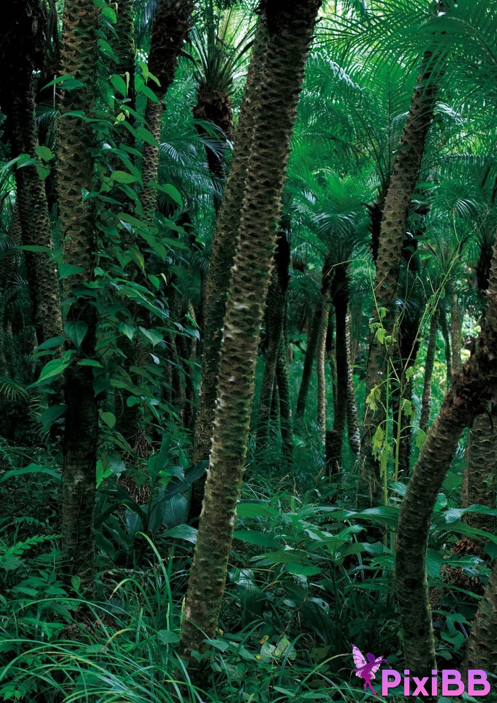 Japanese Idol Someya Yuka Some valleys are fragrant nude photo collection red album 2015 2025 PixiBB.COM 144