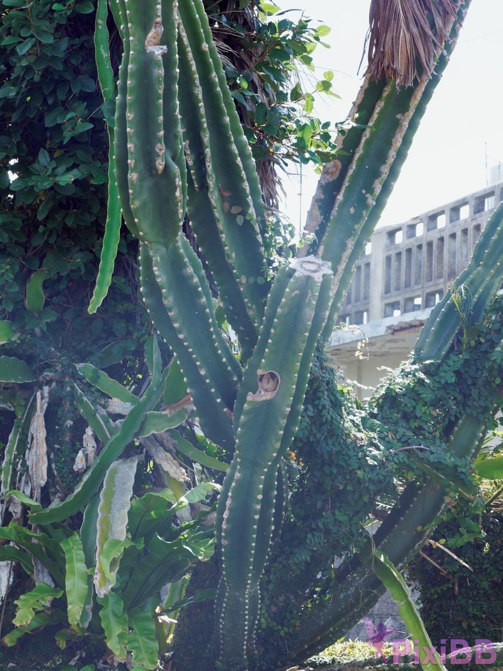 Japanese Idol Ayasa It oh Ito 2nd photo collection HONEY PixiBB.COM 045