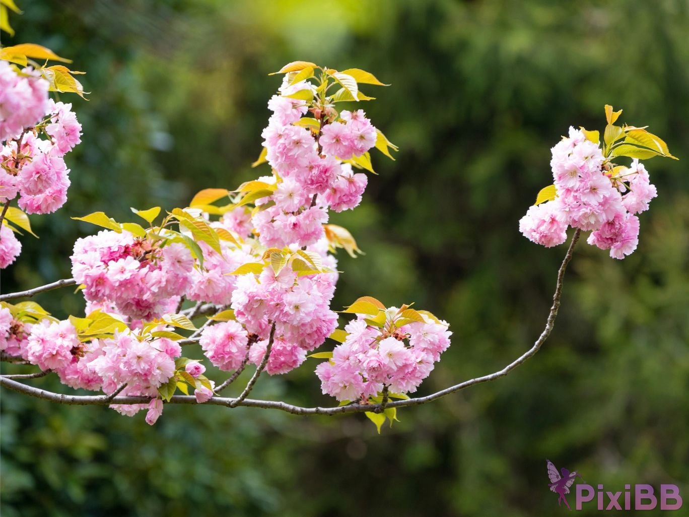 Japanese Idol Mao Watanabe Shen Ye Lan Gravure photo book youth Aoharu PixiBB.COM 002