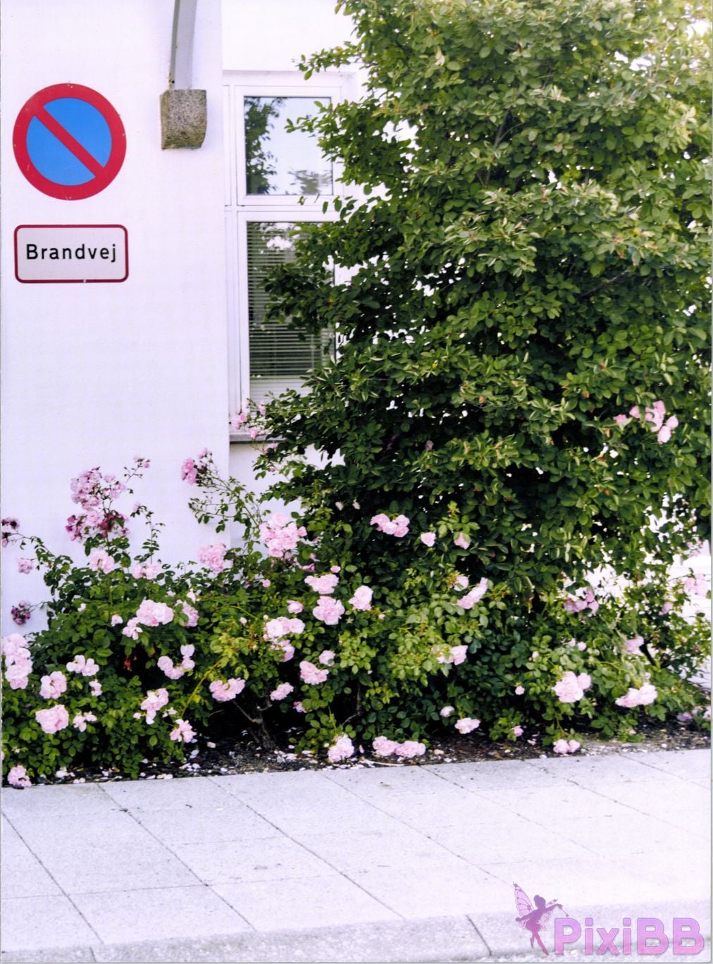 Japanese Idol Hina Kawata He Tian Yang Cai 2nd photo collection take off PixiBB.COM 172