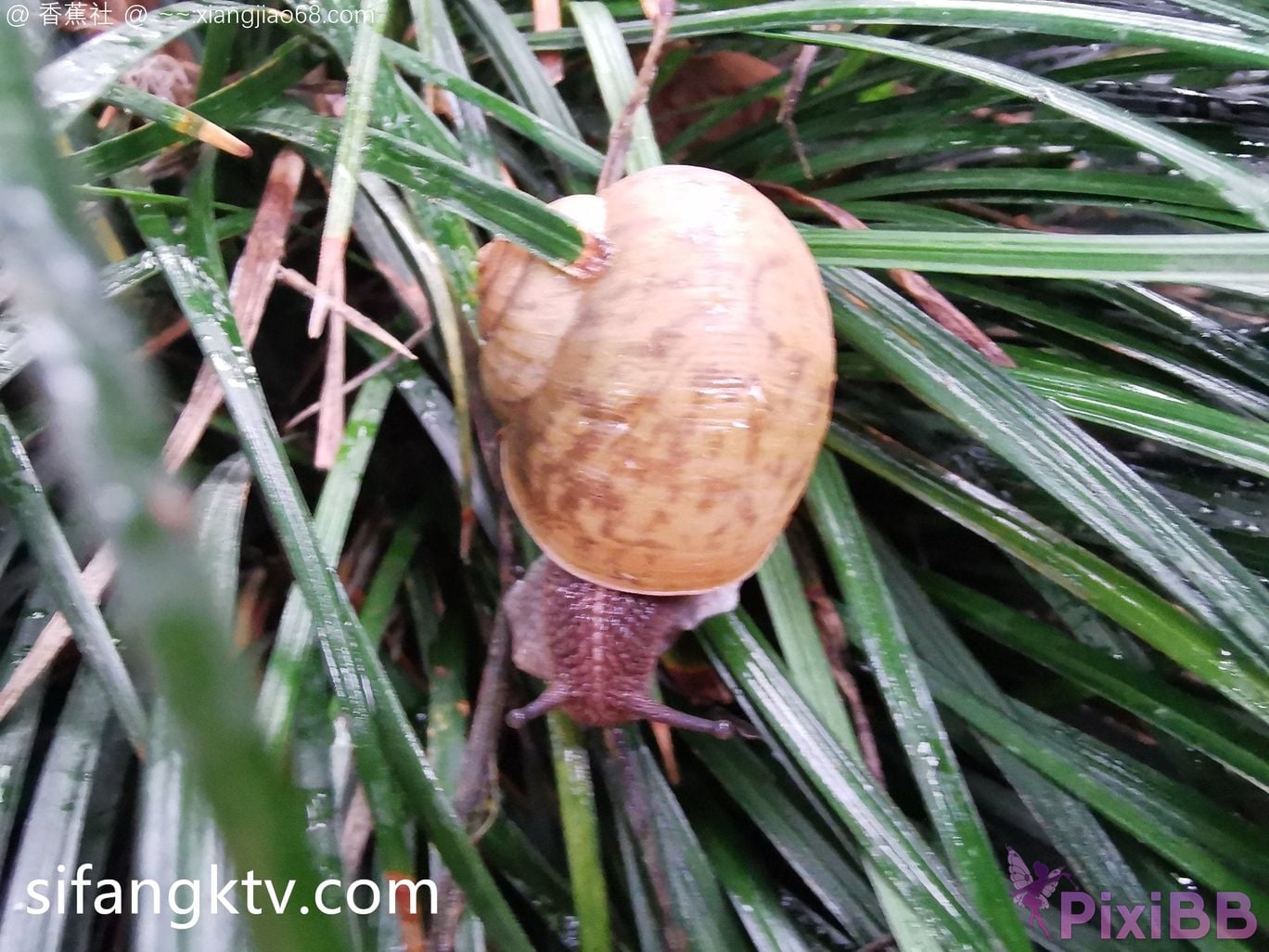 Wine Moon Big breasted goddess WisdomZ private photo selection PixiBB.COM 241