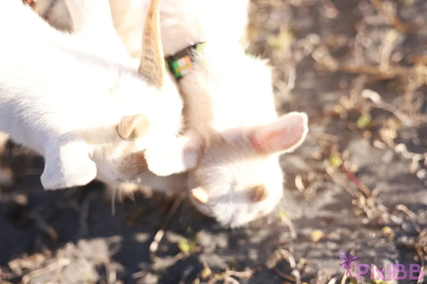 Japanese Idol Kana Nakada Nakata Hana FRIDAY digital photo book Soleil All unreleased special Edition Vol.2 PixiBB.COM 079